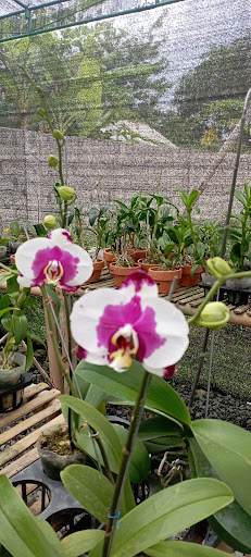 Nindya Orchids