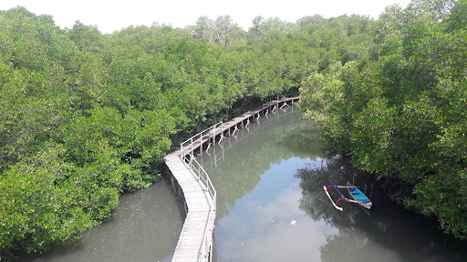 Mangrove Conservation Forest