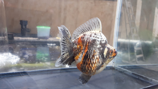 EMPANG BANG ABI Goldfish