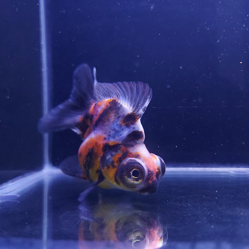 Moyo Goldfish