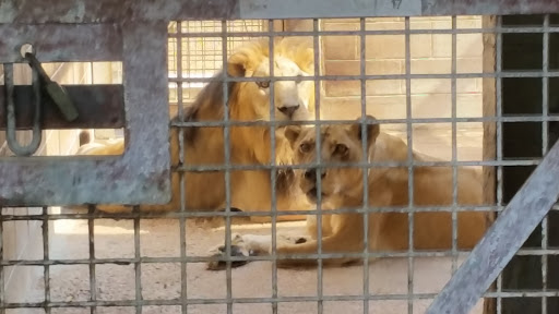 حديقة حيوان الدوحة