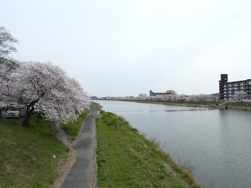 今川千本桜