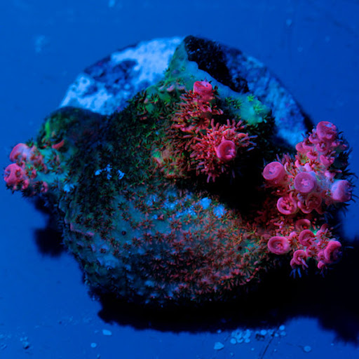 Coral Biome Aqua