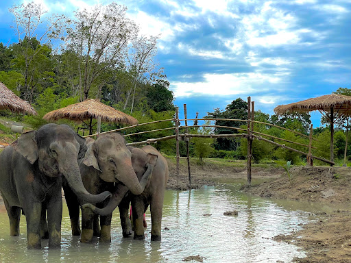Phuket Elephant care