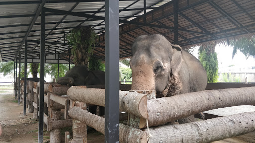 Mai khao Elephant home