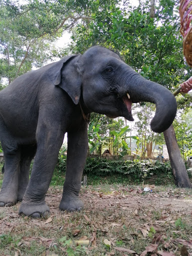 The Lake Phuket Elephant Nursery