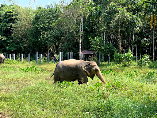 Phuket Elephant Sanctuary