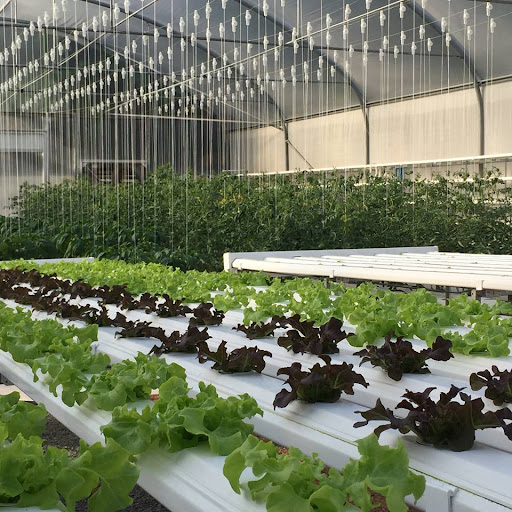 Smart Fresh Farm