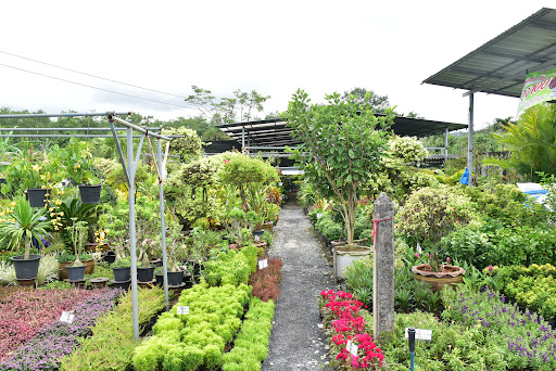 สวนน้องเอ็มเชิงทะเล Phuket Garden ขายต้นไม้ภูเก็ต รับจัดสวนภูเก็ต ซื้อต้นไม้ภูเก็ต ดูแลสวนภูเก็ต อุปกรณ์ดูแลสวนภูเก็ต ไม้ใหญ่ภูเก็ต