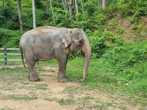 Real Kathu Elephant Sanctuary