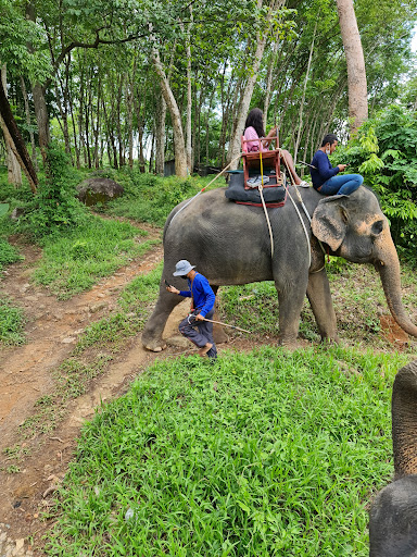 Phuket Kathu Elephant Sanctuary