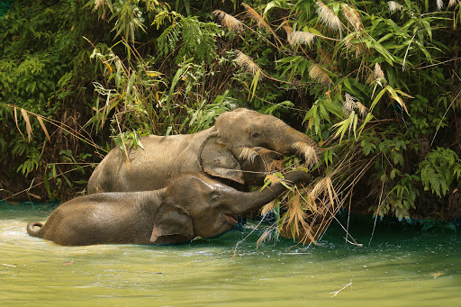 Tree Tops Elephant Reserve Phuket - Sanctuary 1