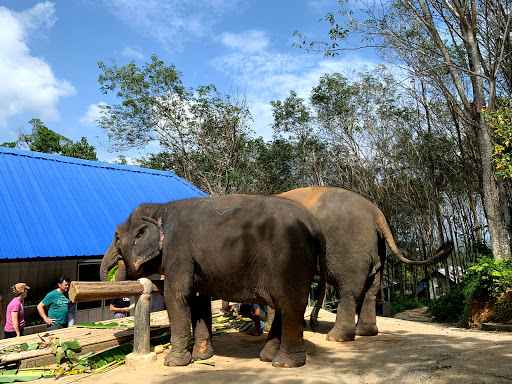 Chalong Elephant Retirement