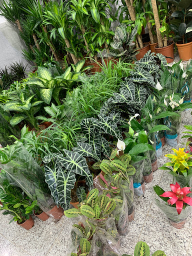 مؤسسة المزرعة للنباتات الداخليه والخارجية