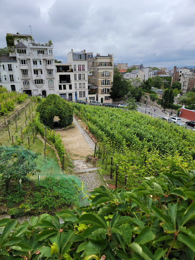 La Vigne de Montmartre