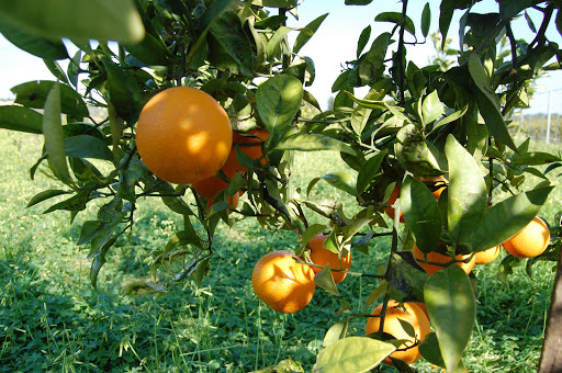 Naranjas Ecológicas Online - La Mejor Naranja de Valencia - NaranjasEco