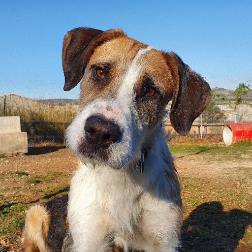 Adoption Dog From Spain