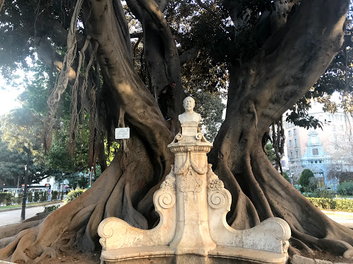 Ficus centenaris de la Glorieta