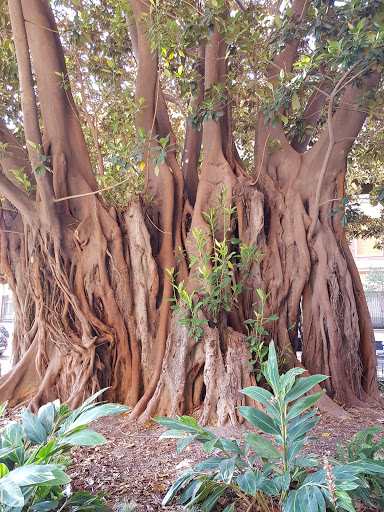 El Ficus del Palacio de Ripalda