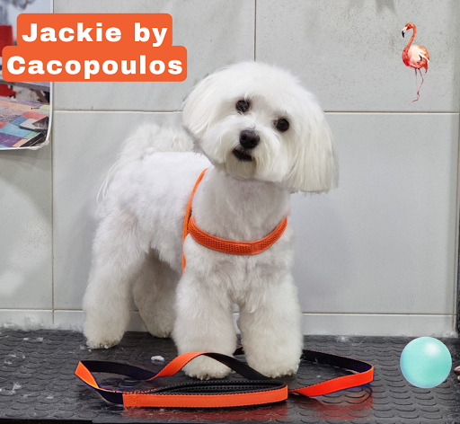 Cacopoulos Dog Gallery