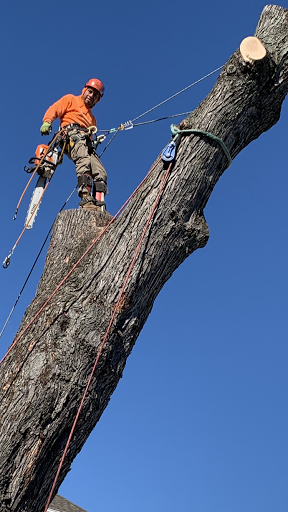 Garcia’s Tree Climbing Service