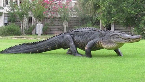 Alligator Property Management LLC