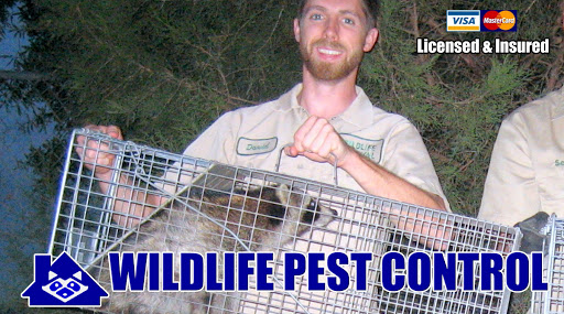 Wildlife Pest Control Queens
