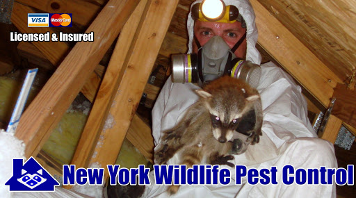 Wildlife Pest Control New York City