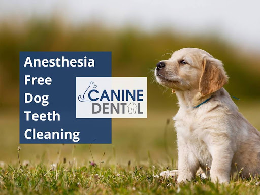 Canine Dental Hygiene Services