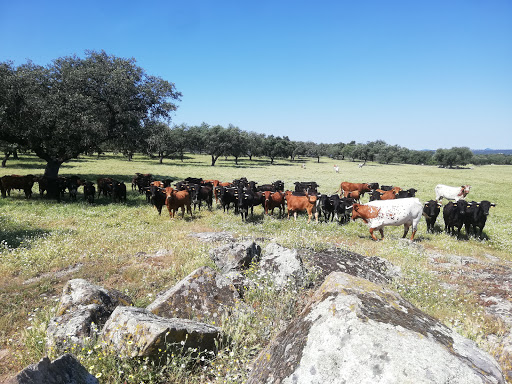 La Capitana Experience - Visita ganadería de toros bravos en Sevilla - Organización de eventos
