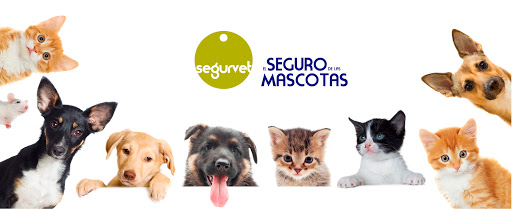 Segurvet en Sevilla | Seguro para mascotas, seguro para perros, seguro para gatos, seguro veterinario.
