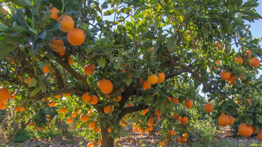 Se venden naranjas