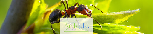 AMBIPLA SL