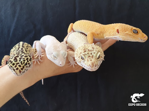 Expo geckos