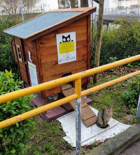 Comunidade/ abrigo de gatos de rua I