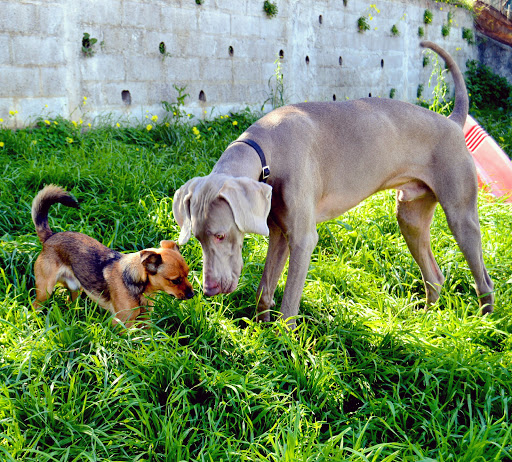 Petside® - | Creche para Cães | Hotel para Cães Lisboa | Estadia Familiar | Pet Taxi | Transporte de Cães Lisboa |