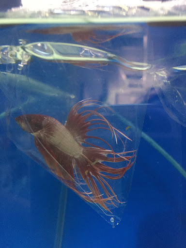Goldfish Petshop Akvaryum