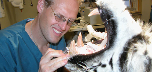 Veterinary Dental Specialties & Oral Surgery