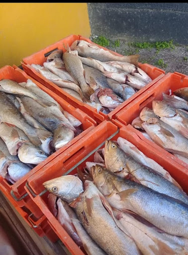 Bodega y pescadería La Curvina 魚店