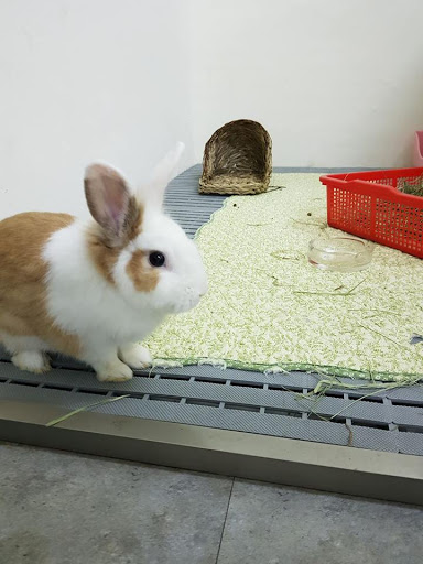 台灣流浪兔保護協會