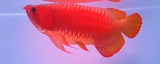 龍世界紅龍魚會館-專業龍魚-亞洲紅龍魚專賣店-專業水族