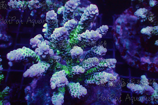 海派珊瑚 HAIPAI Reef Aquarium 林口店