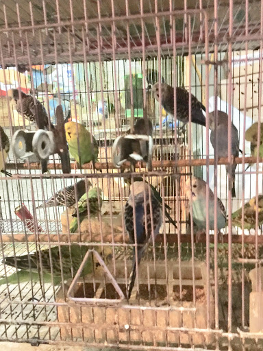 中正鳥店