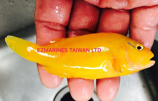 生東貿易有限公司EZMARINES TAIWAN LTD