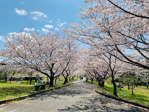 旭公園 桜並木