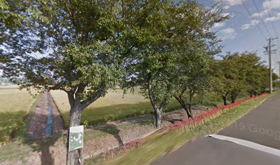 釜ケ渕の桜並木