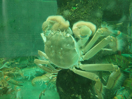 “水森林”原生態綠色養殖大閘蟹--- 澳洲淡水龍蝦露天花園釣場