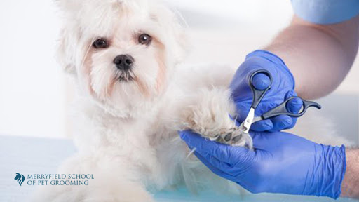 Merryfield School of Pet Grooming (School of Grooming And School of Veterinary Technology)
