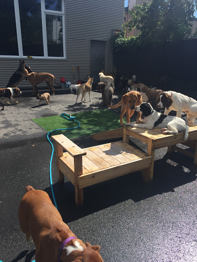 The Pet Spa
