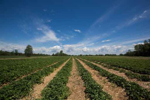 Association des producteurs de fraises et framboises du Québec